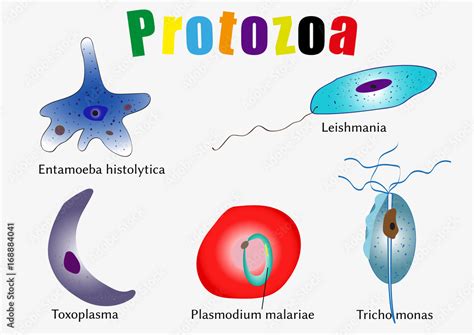 Protozoa The Causative Agents Of Human Diseases Stock Vector Adobe Stock