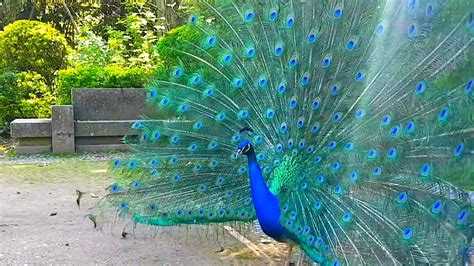 Very Beautiful Peacock Colorful Peacock Dance In The World Naturalis