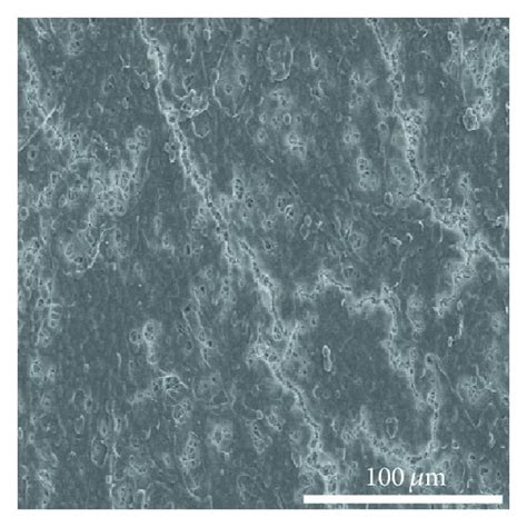 Sem Micrographs Of The Cells Adhered To The Plga Nanofiber Scaffolds A