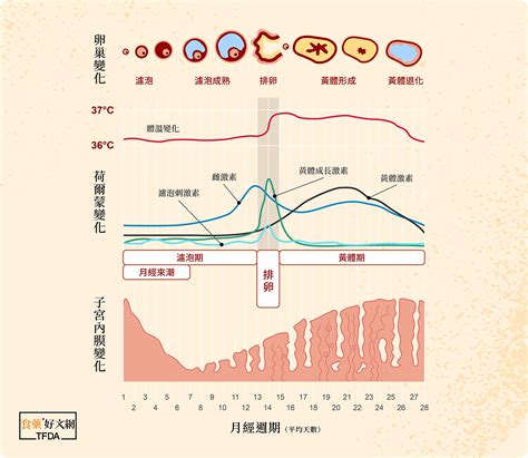 月經週期：卵子的旅程