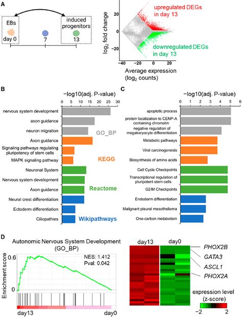 Figure 2 From Deciphering The Molecular Mechanisms Of Autonomic Nervous