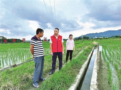 全县种植174600亩晚稻 龙江隔塱村和龙田西埔村建起千亩粮食绿色高产示范片惠州文明网