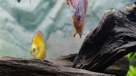 View Of Discus Fish Swimming In Planted Aquarium Tropical Fishes