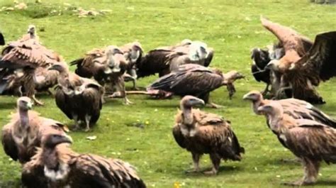 Tibette Budistlerde Garip Gelenek rehber be Belçika Türk Rehberi