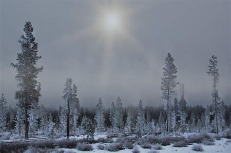 Free Stock Photo of Misty sunrise over snowy forest landscape ...