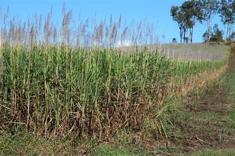 Sugarcane Plantation Are Harvesting Season In Thailand Stock Image