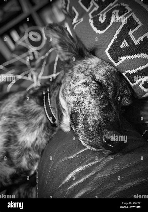 Snuggles With Toby Stock Photo Alamy