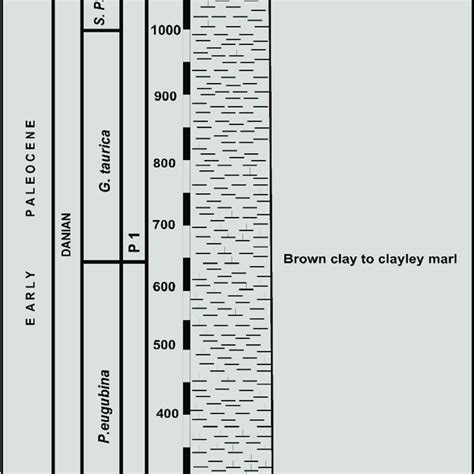 C Planktonic Foraminifera Species Range In The K T Boundary Interval At