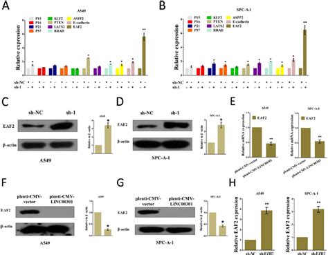 Lncrna与免疫抑制微环境的研究思路 企业动态 丁香通