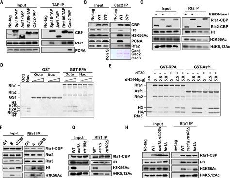 Rpa Binds Histone H3 H4 And Functions In Dna Replicationcoupled