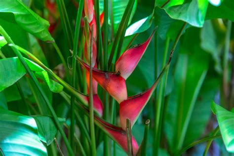 heliconia stricta natural dwarf jamaican high quality photo sa
