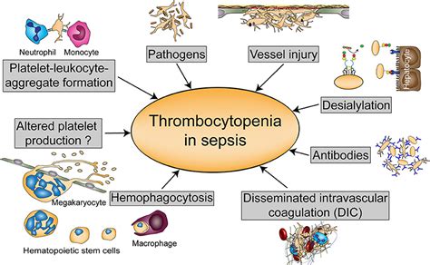 Frontiers Platelets In Sepsis An Update On Experimental Models And