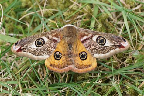 Emperor Moth Saturnia Pavonia Male Taken At Scurlage Go Flickr