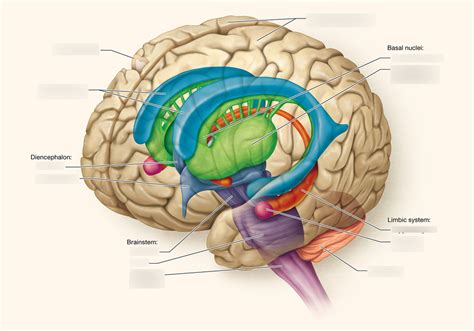 Brain Anatomy Diagram Quizlet