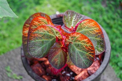 Premium Photo | Begonia mulculata with beautiful leaf indoor house plants