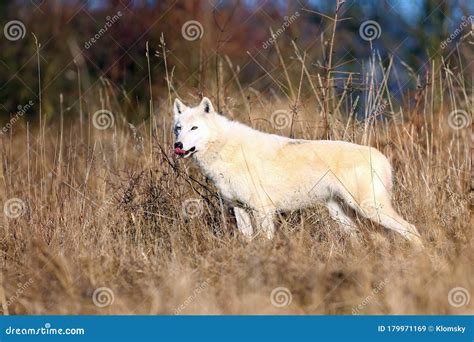 The Hudson Bay Wolf Canis Lupus Hudsonicus Subspecies Of The Wolf Canis