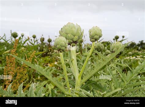 A Field With Cardoon Cynara Cardunculus Also Called The Artichoke