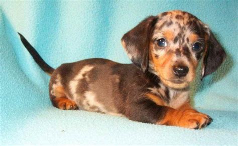 Dachshund Rescue Ohio