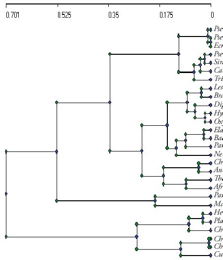 Dendrogram Derived From The Cluster Analysis Average Linkage