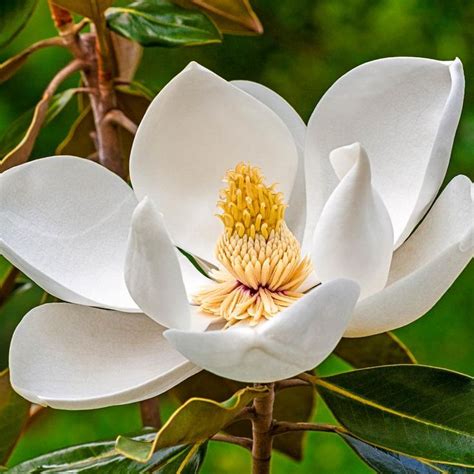 Spring Hill Nurseries White Flowers Sweetbay Magnolia Tree Live ...