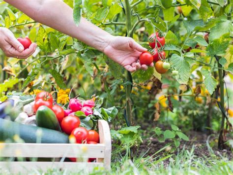 Why You Shouldnt Harvest Vegetables After It Rains Gardening Know How