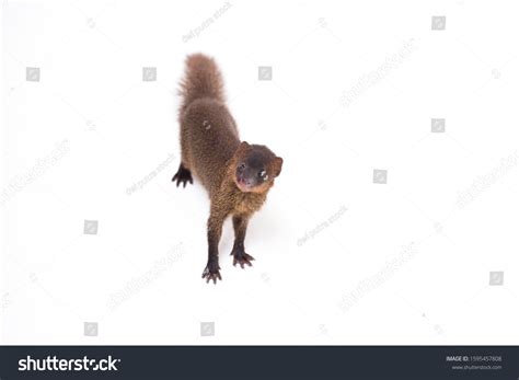 2,327 Mongoose White Background Images, Stock Photos, and Vectors ...