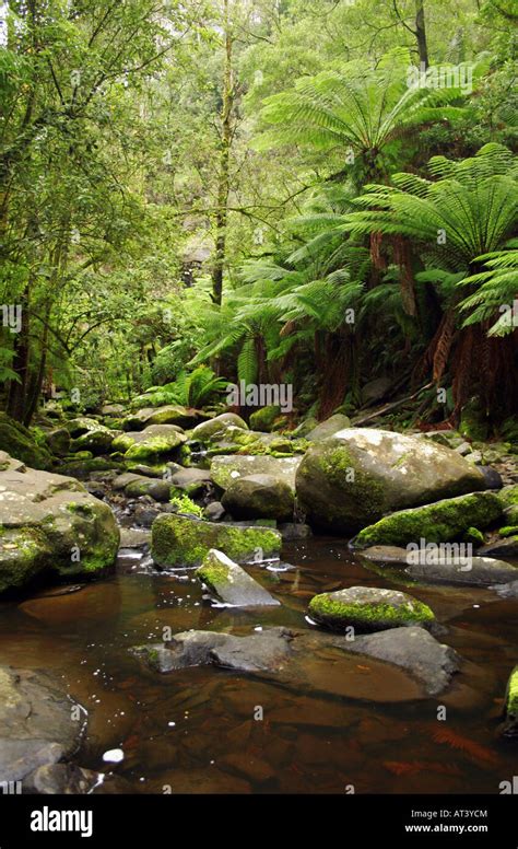 Rainforest in Australia Stock Photo - Alamy