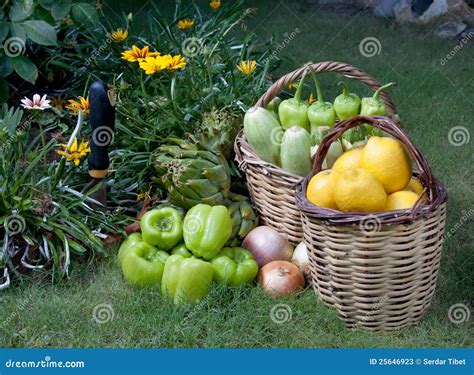 Organic Food In Garden Stock Image Image Of Ingredient 25646923