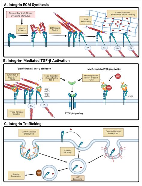 Kidney And Dialysis Free Full Text CellMatrix Interactions In