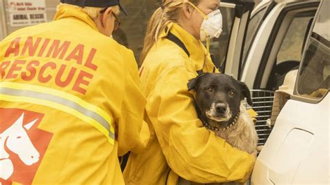 Animal Rescue Volunteers Jump Into Action In Californias Wildfires