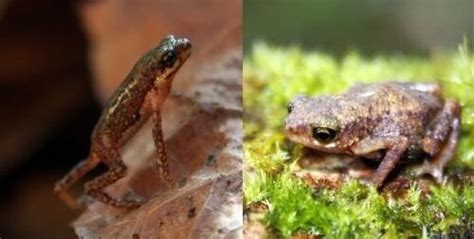 Two Rare Amphibians Lost To Science Re-Discovered In The Philippines ...