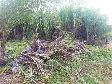 Lowonga Pt Kalimantan Agro Nusantara Putra Karunia