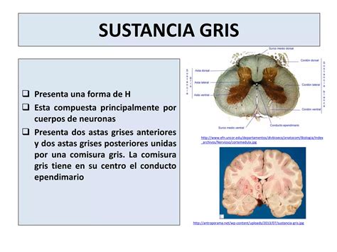 Corteza Cerebral Y M Dula Espinal Ppt