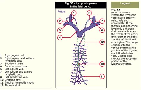 Lymphatic Drainage Thoracic Duct