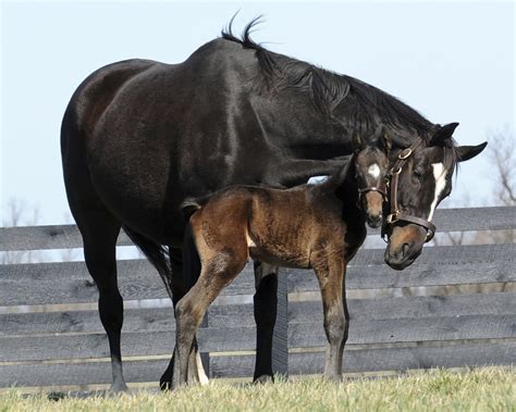 Zenyatta And Cozmic One Retired Racehorse Zenyatta Enjoys New Career