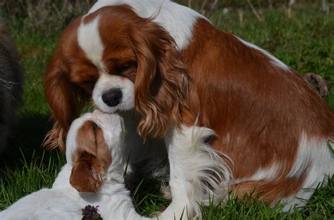 Chiens Cavalier King Charles