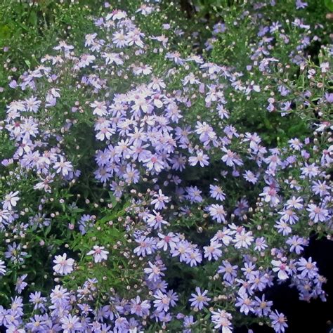 Aster Cordifolius Avondale Van Berkum Nursery