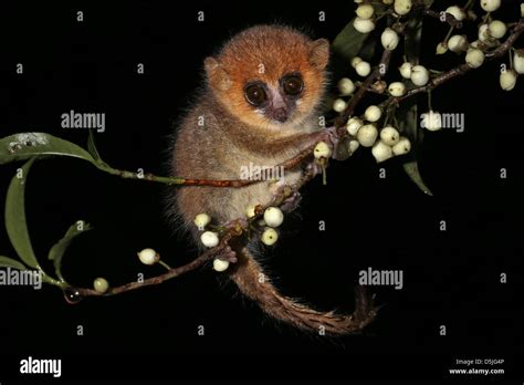 Brown Mouse Lemur Microcebus Rufus In A Rain Forest In Madagascar