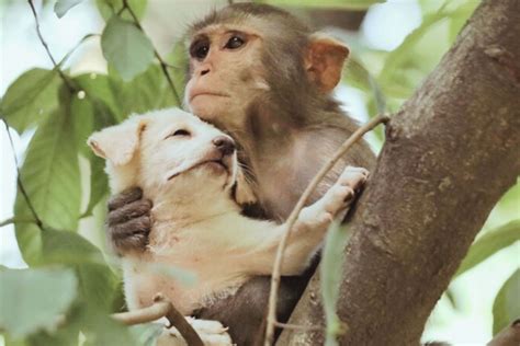 Unlikely Companions: The Touching Friendship of a Monkey and an Orphaned Dog