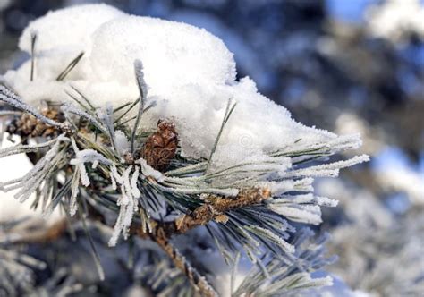 Snow Covered Pine Trees Branches Covered With Snow Frost Stock Photo