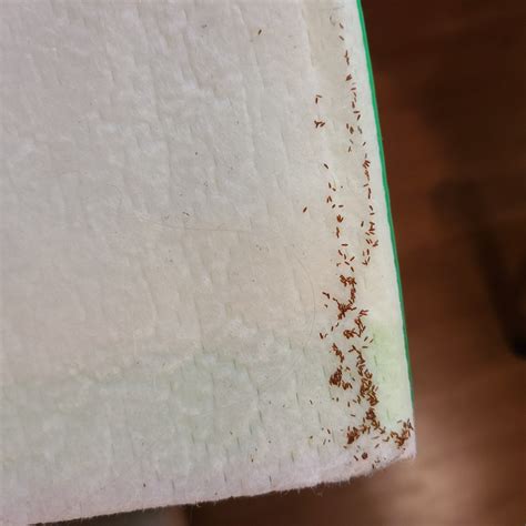 Identifying Small Brown Bugs Thriftyfun