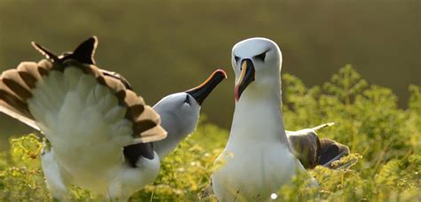 Albatross - BirdLife International