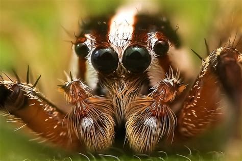 Jumping Spider Insect Macro Free Photo On Pixabay