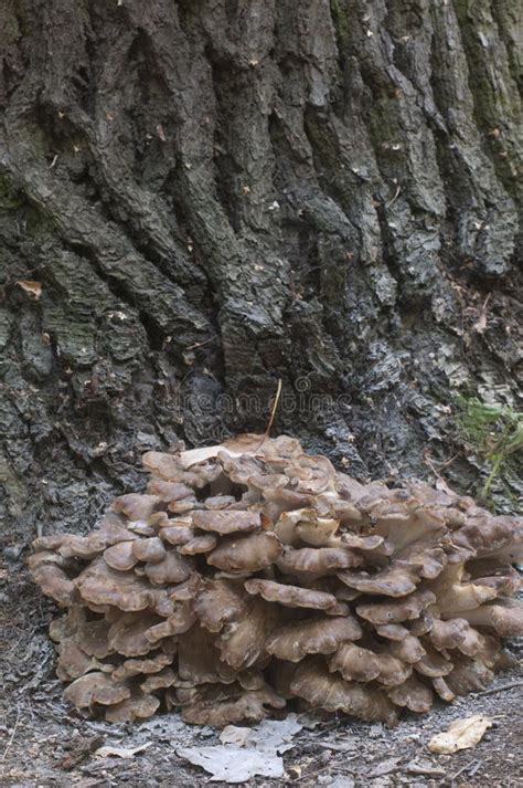 Fungo Poliporo Su Un Tronco D Albero Fotografia Stock Immagine Di