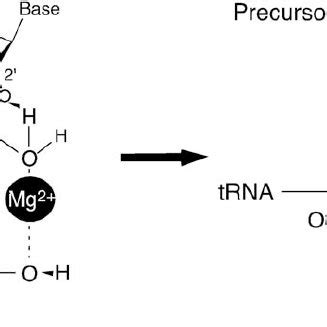 Schematic structure of RNase P in E. coli. (a) Bacterial P RNA... | Download Scientific Diagram