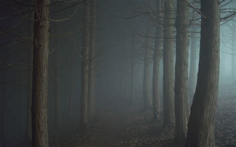 night, Mist, Forest, Trees Wallpapers HD / Desktop and Mobile Backgrounds