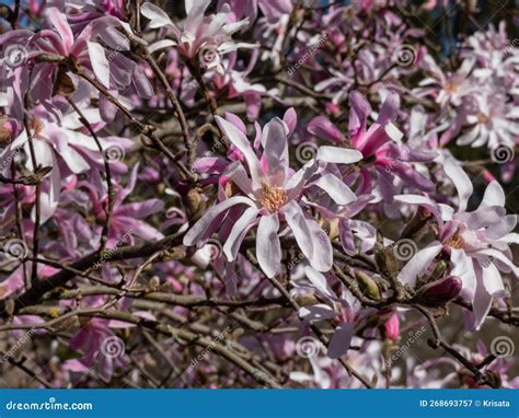 Pink Star Shaped Flowers Of Blooming Star Magnolia Magnolia Stellata