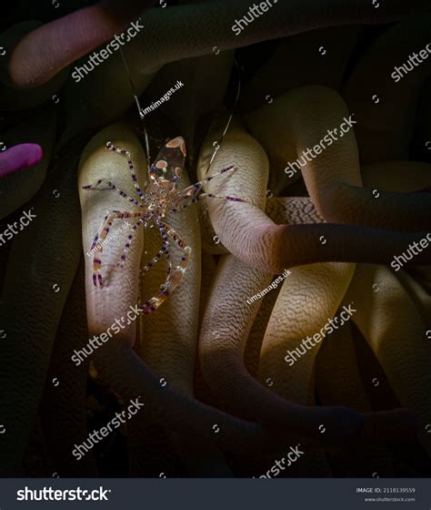 Beauty Spotted Cleaner Shrimp Periclimenes Yucatanicus Stock Photo