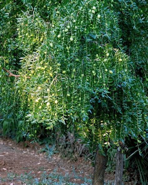 How To Grow A Jujube Tree Jujube Tree Care Balcony Garden Web