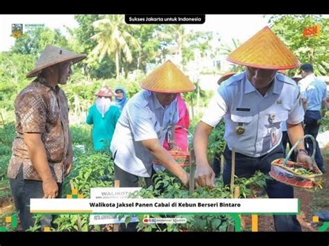 PANEN CABAI SERENTAK PEMKOT JAKSEL RABU 20 DESEMBER 2023 YouTube